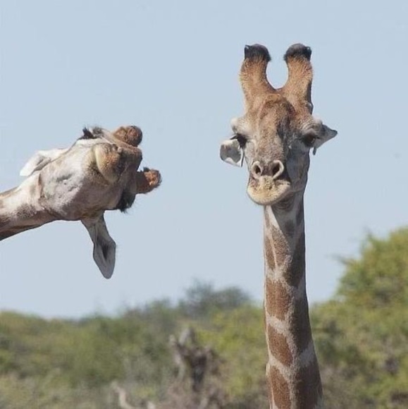 girafe24